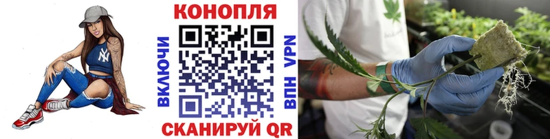 блэк спрут зеркало  Кондопога  Бошки марихуана планчик 